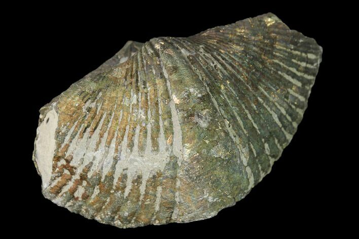 Pyrite Replaced Brachiopod (Paraspirifer) Fossil - Ohio #145620